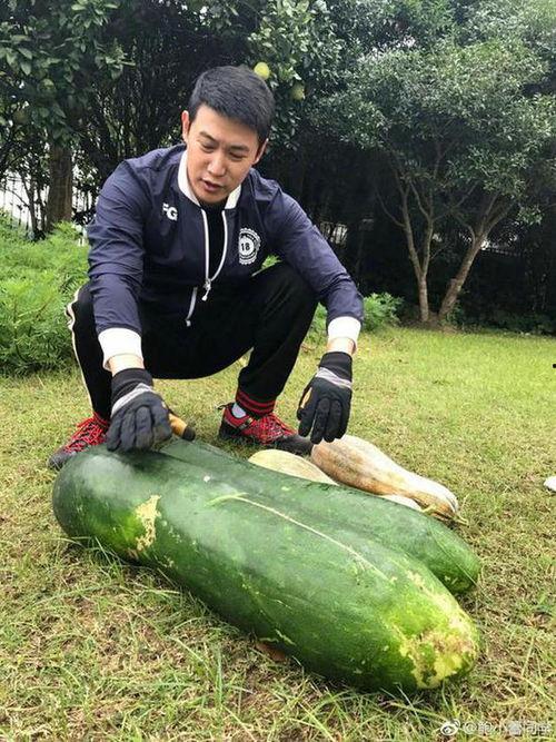 地上吃的瓜叫什么瓜,探寻地上瓜果的别样风味 第2张 地上吃的瓜叫什么瓜,探寻地上瓜果的别样风味 第2张