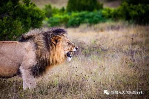 娱乐吃瓜酱狮子,揭秘娱乐圈背后的狮子故事 第2张 娱乐吃瓜酱狮子,揭秘娱乐圈背后的狮子故事 第2张