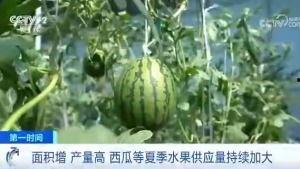 琉璃庄吃瓜群众,吃瓜群众热议，揭秘宫廷秘闻背后的八卦风云  第1张