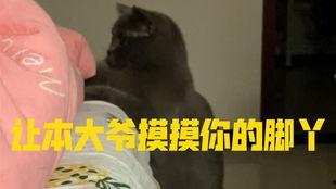 小猫吃瓜故事 第3张 小猫吃瓜故事 第3张