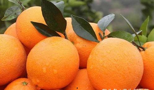 大橙子在线吃瓜 第3张 大橙子在线吃瓜 第3张