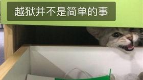 吃瓜吃一半被拉走,揭秘吃瓜背后的故事 第1张 吃瓜吃一半被拉走,揭秘吃瓜背后的故事 第1张